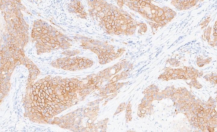 Guide to Successfully Conducting Tissue Cross-Reactivity Studies Image